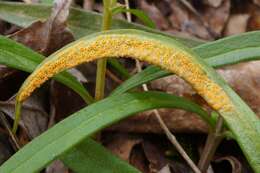 Image of Puccinia mariae-wilsoniae Clinton 1873