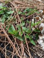 Imagem de Acalypha chamaedrifolia (Lam.) Müll. Arg.