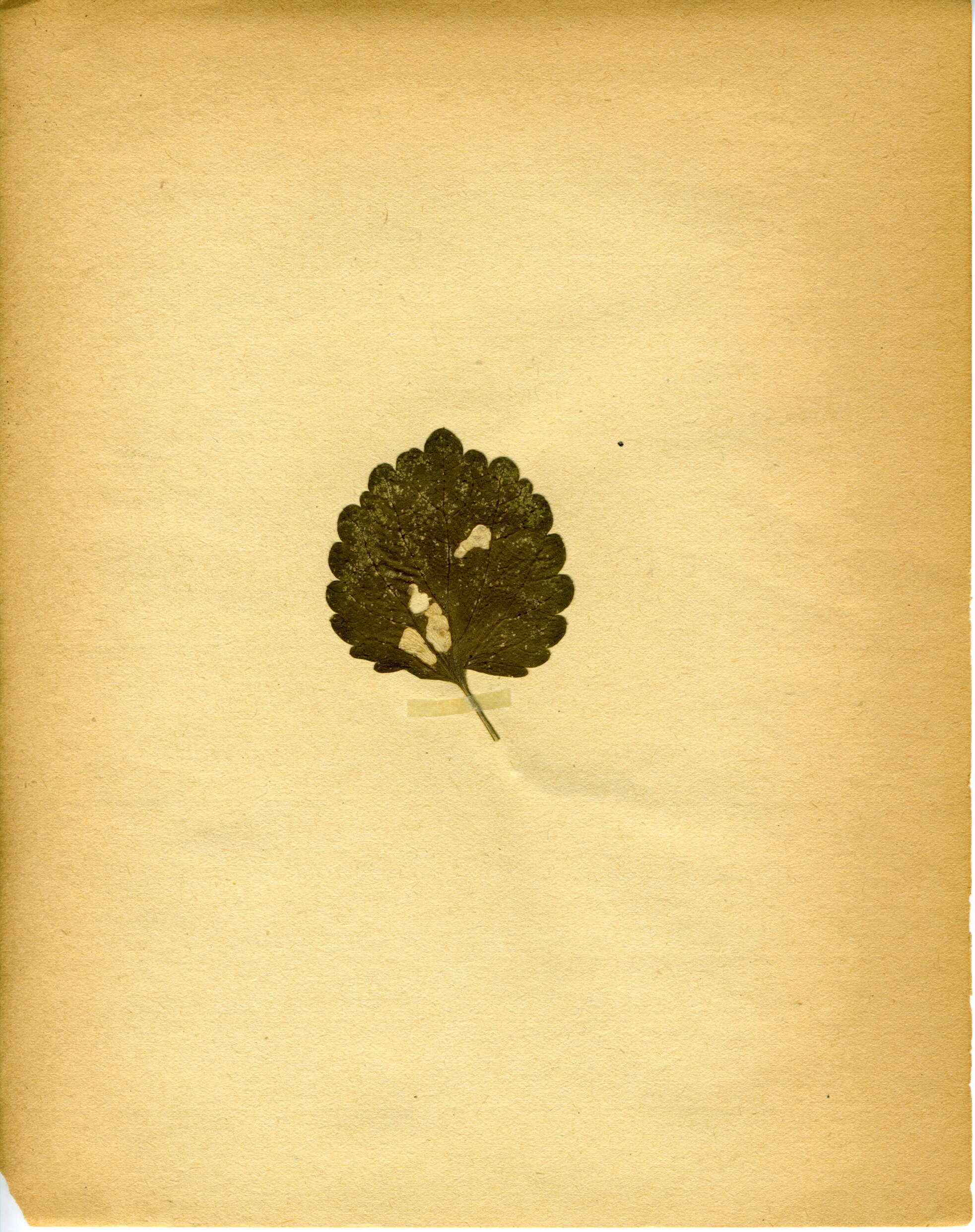 Image of Coleophora ballotella Fischer von Röslerstamm 1839
