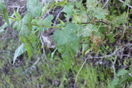 Imagem de Scrophularia villosa Pennell ex Millsp. & Nuttall