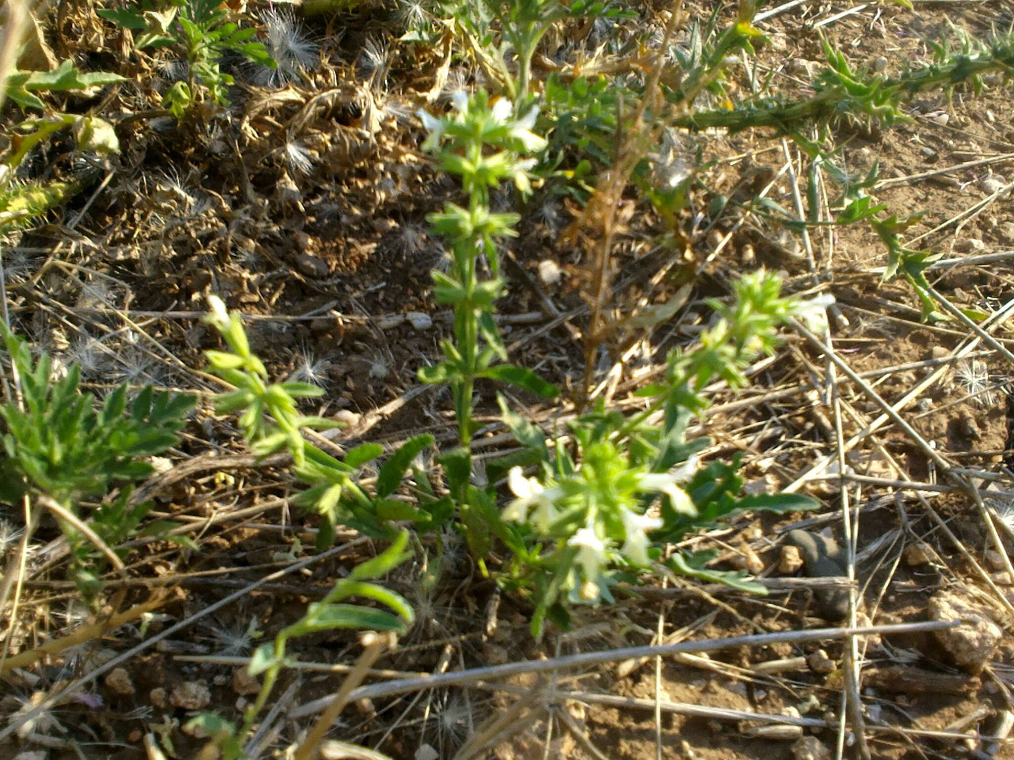 Stachys annua (L.) L.的圖片