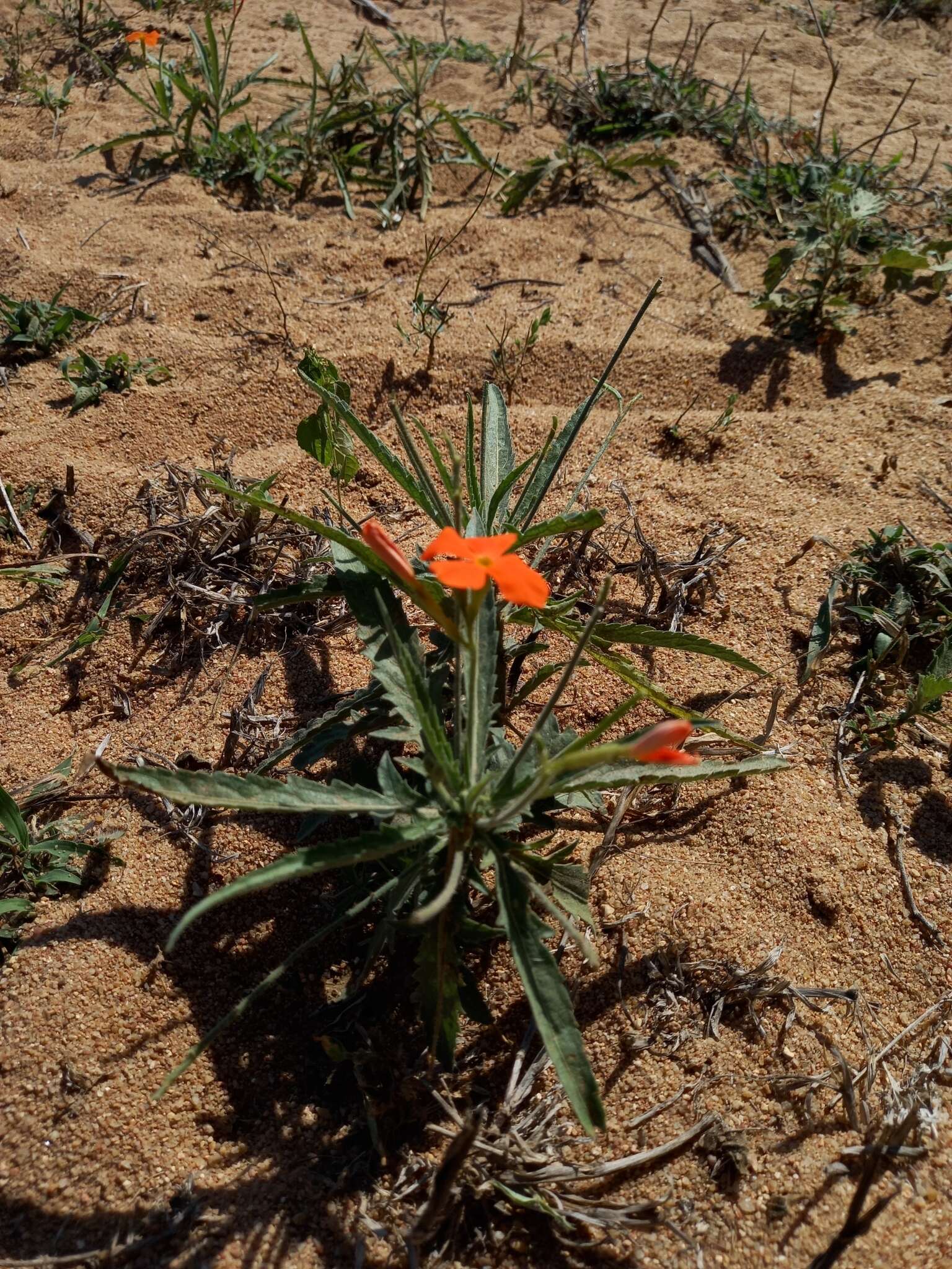 Tricliceras longepedunculatum (Mast.) R. B. Fernandes resmi