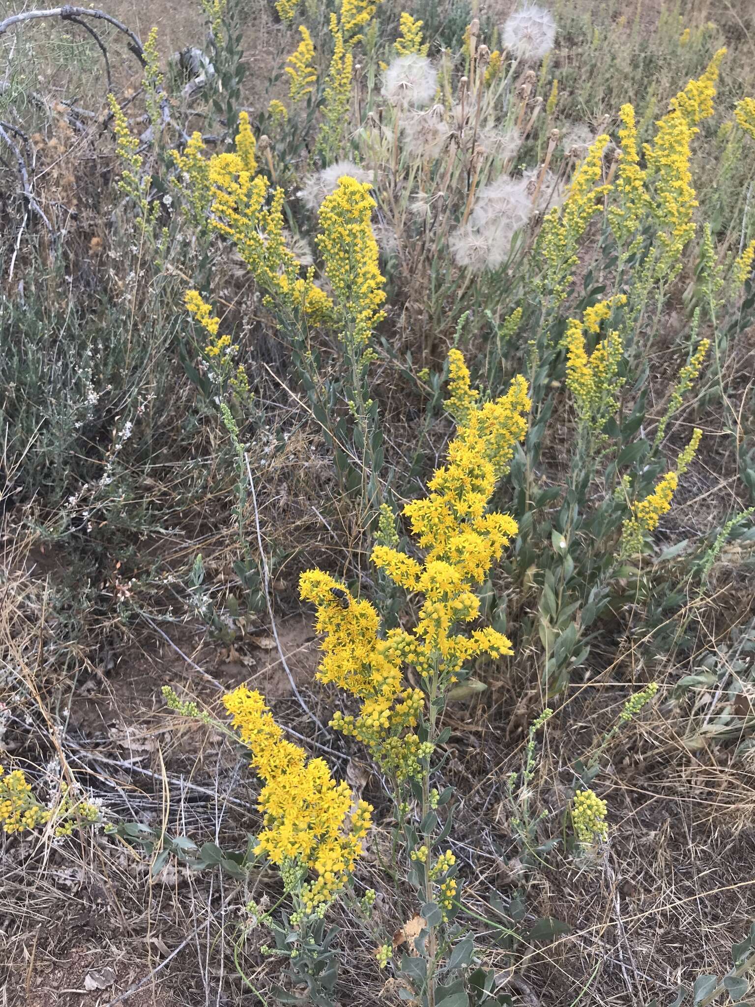 Image of California goldenrod