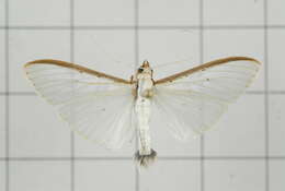 Imagem de Palpita nigropunctalis Bremer 1864