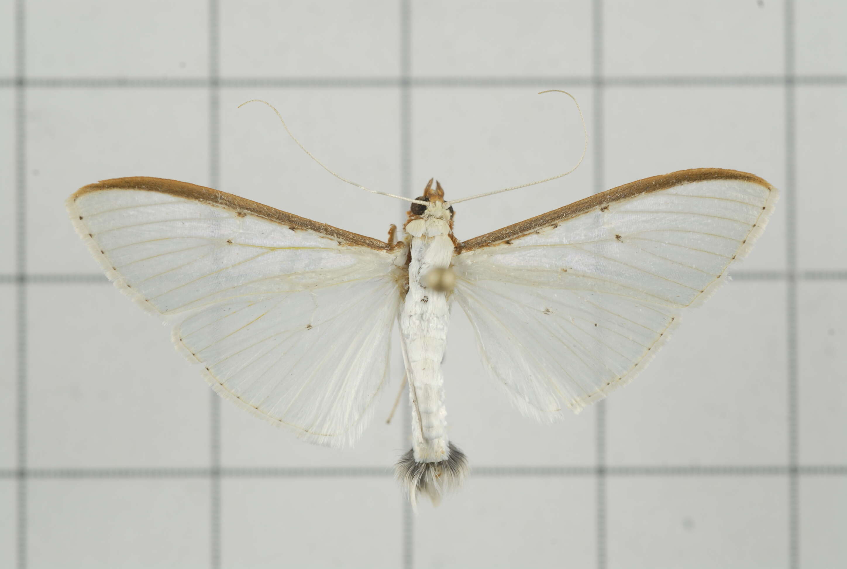 Imagem de Palpita nigropunctalis Bremer 1864