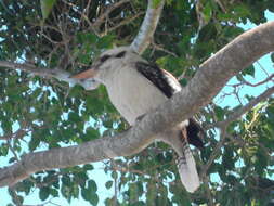 Image of Kookaburra