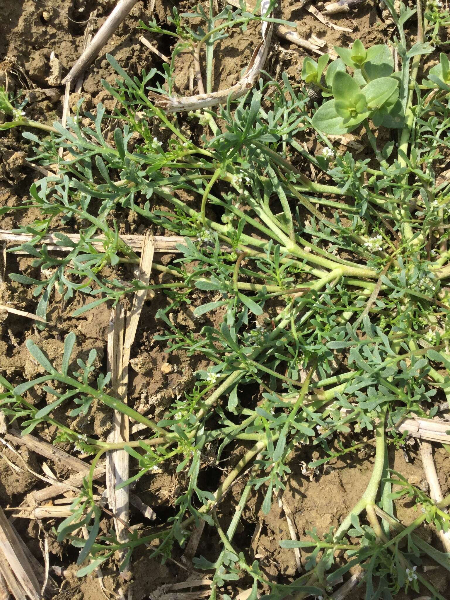 Image of Creeping Watercress