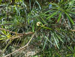 Brunfelsia densifolia Krug & Urb. resmi