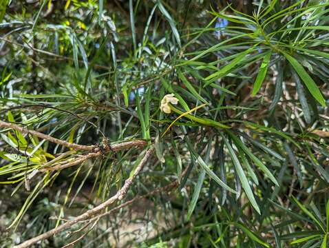 Image of Serpentine Hill raintree