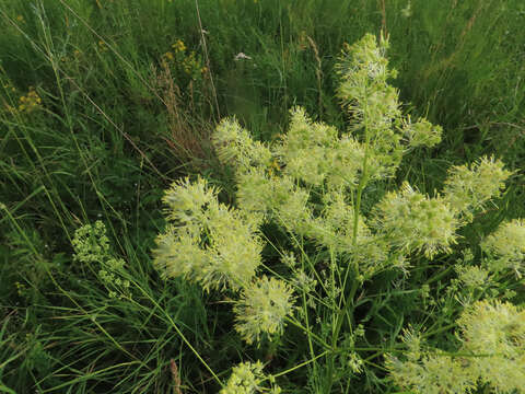 Image de Thalictrum lucidum L.