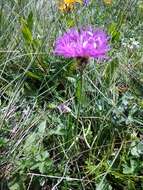 Слика од Centaurea cheiranthifolia subsp. willdenowii (Czer.) A. D. Mikheev