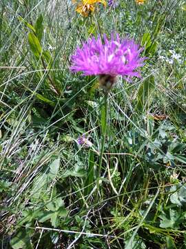 Image of Centaurea cheiranthifolia Willd.