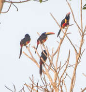 Image of Fiery-billed Aracari