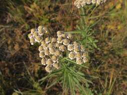 Image of Achillea ptarmicoides Maxim.