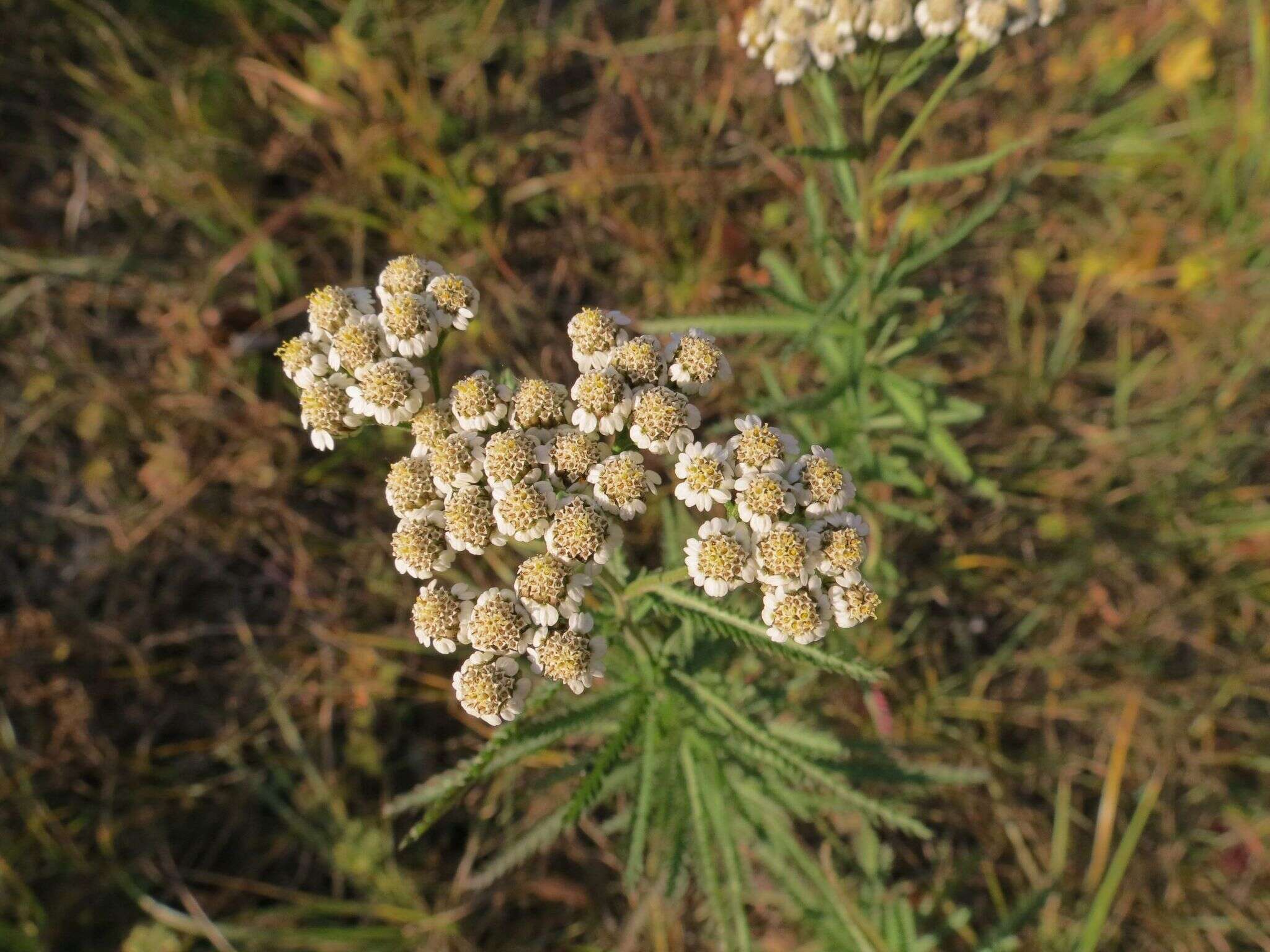 Achillea ptarmicoides Maxim. resmi