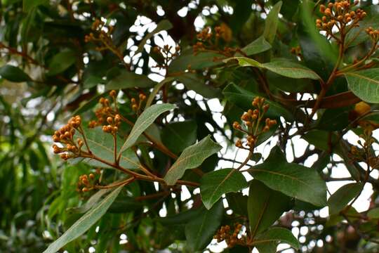 <i>Photinia matudae</i>的圖片