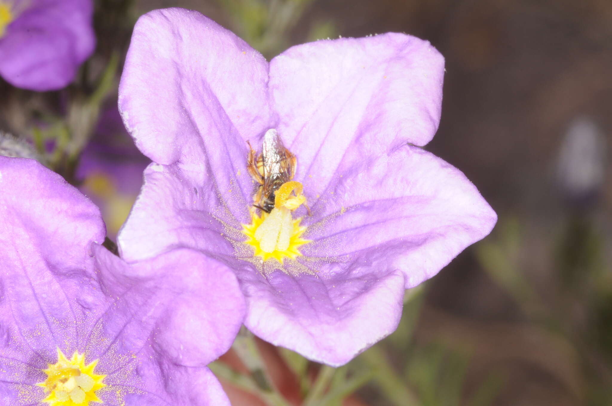 Image of Chalepogenus parvus Roig-Alsina 1997