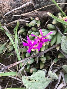 Image of Delosperma pilosulum L & Bolus