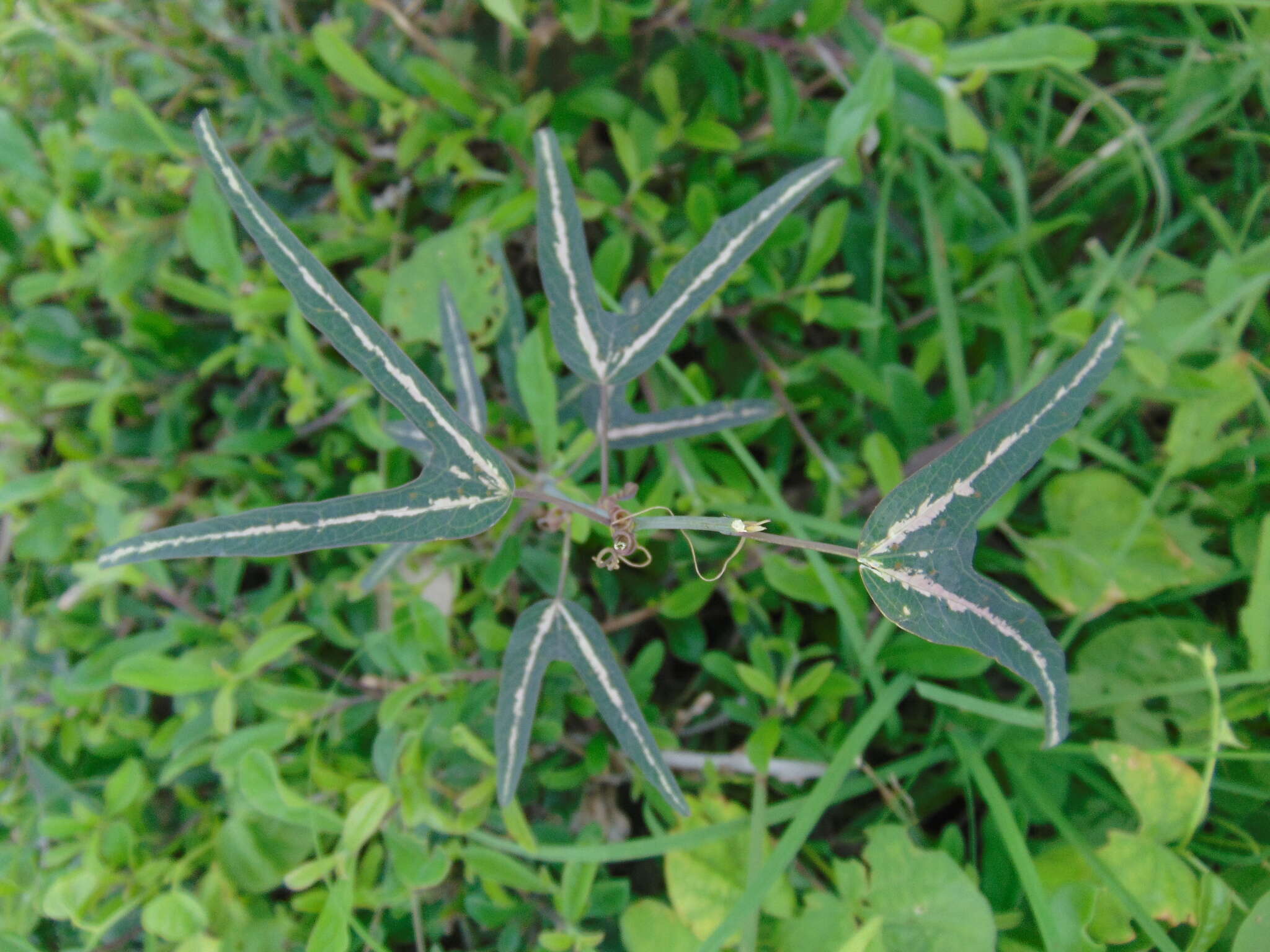 Passiflora mexicana A. Juss. resmi