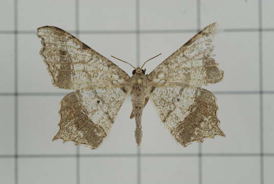 Image of Semiothisa emersaria Walker 1861