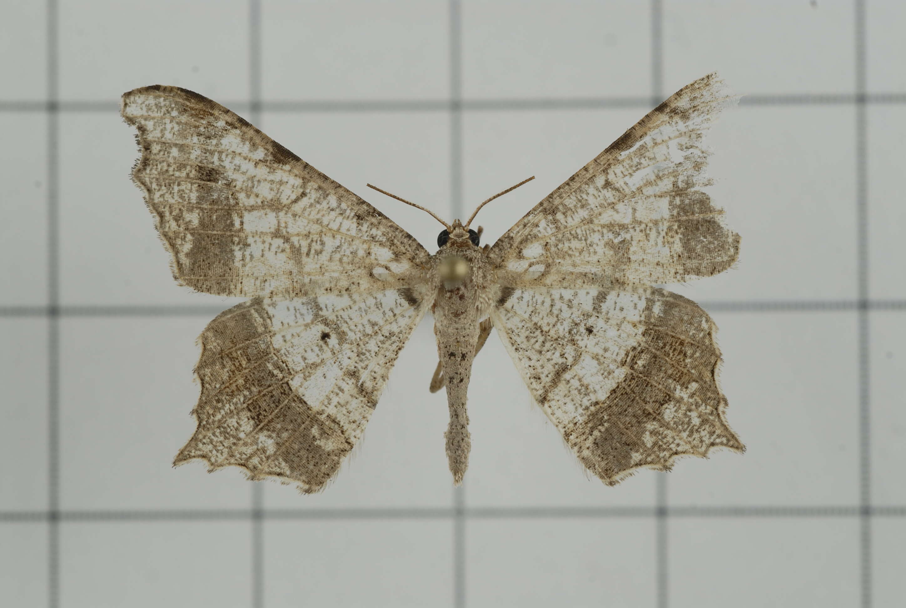 Image of Semiothisa emersaria Walker 1861