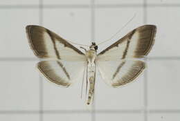 Image of Bradina diagonalis Guenée 1854