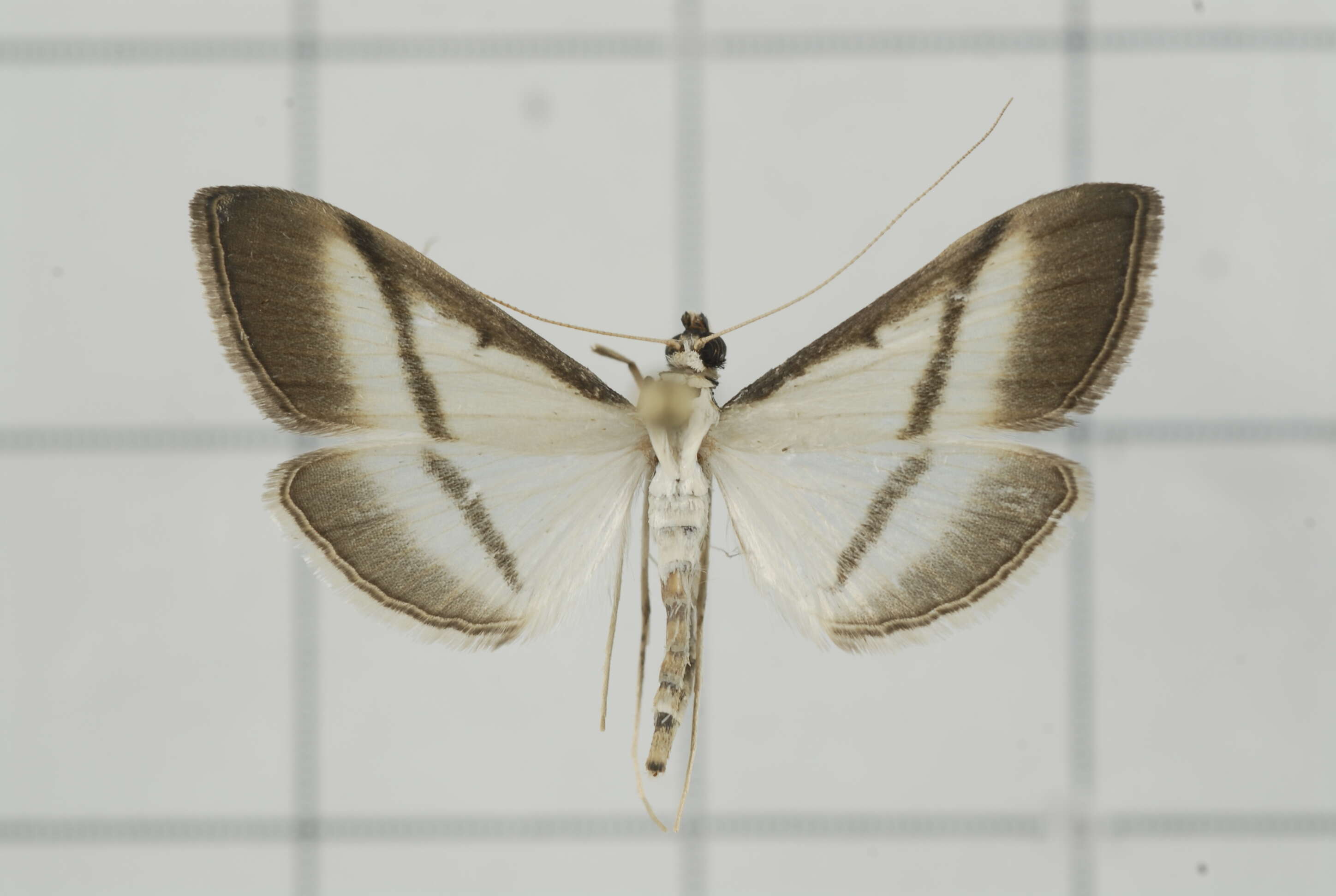 Image of Bradina diagonalis Guenée 1854