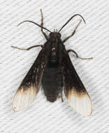 Image of Pompiliodes Hampson 1898