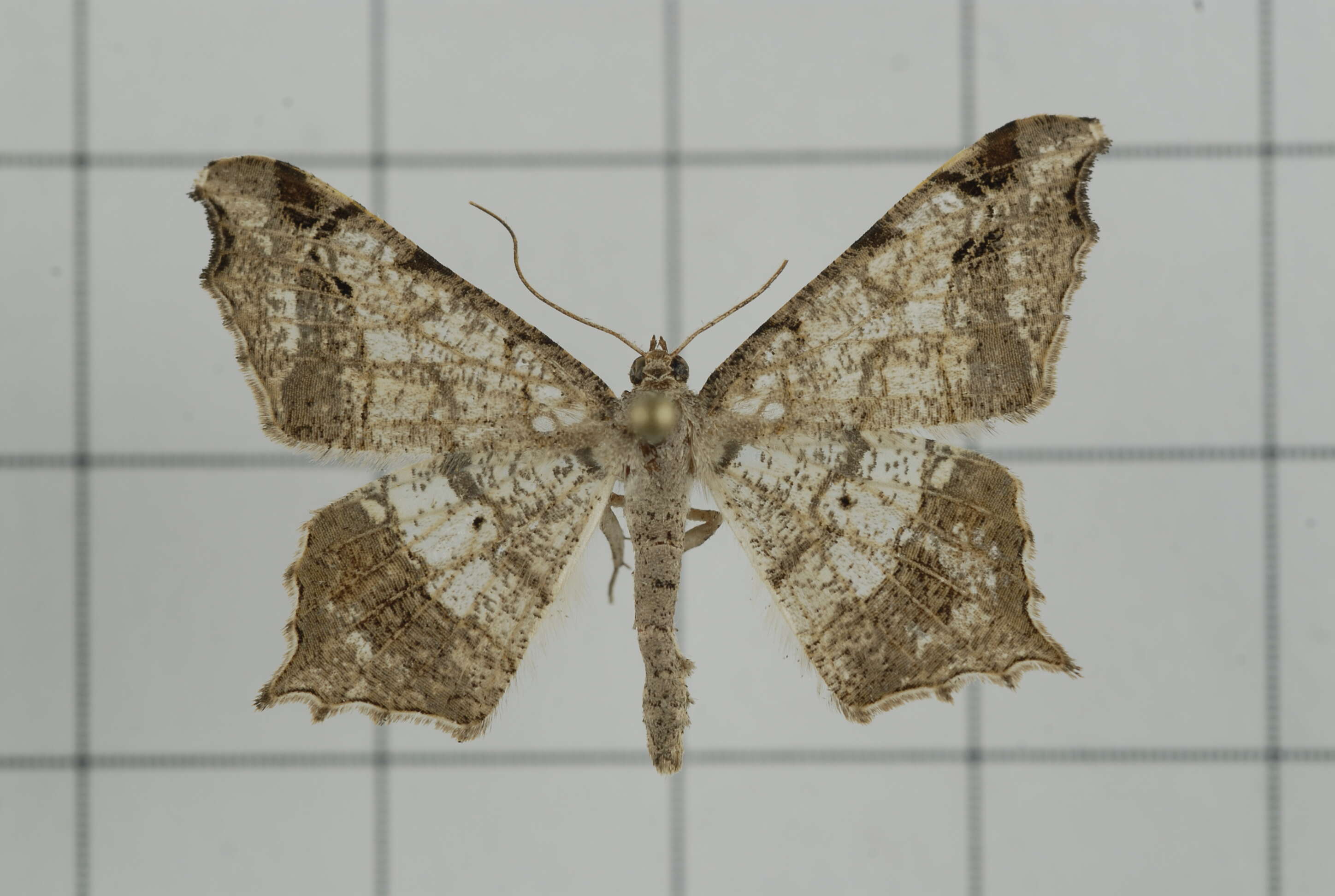 Image of Semiothisa emersaria Walker 1861