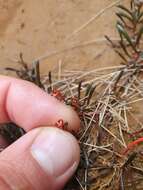 Image of Montia racemosa (Buchanan) Heenan