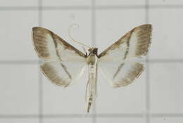 Image of Bradina diagonalis Guenée 1854