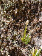 Image of Phylloglossum