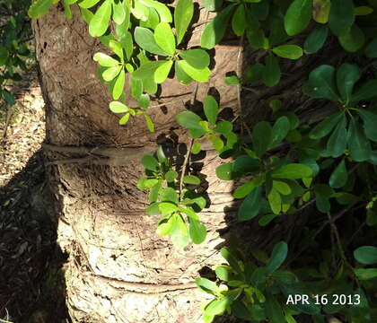 Ficus natalensis subsp. natalensis的圖片