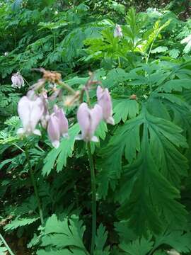 Dicentra formosa subsp. formosa resmi