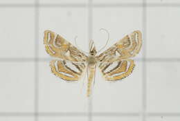 Image of Paracymoriza cataclystalis Strand 1919