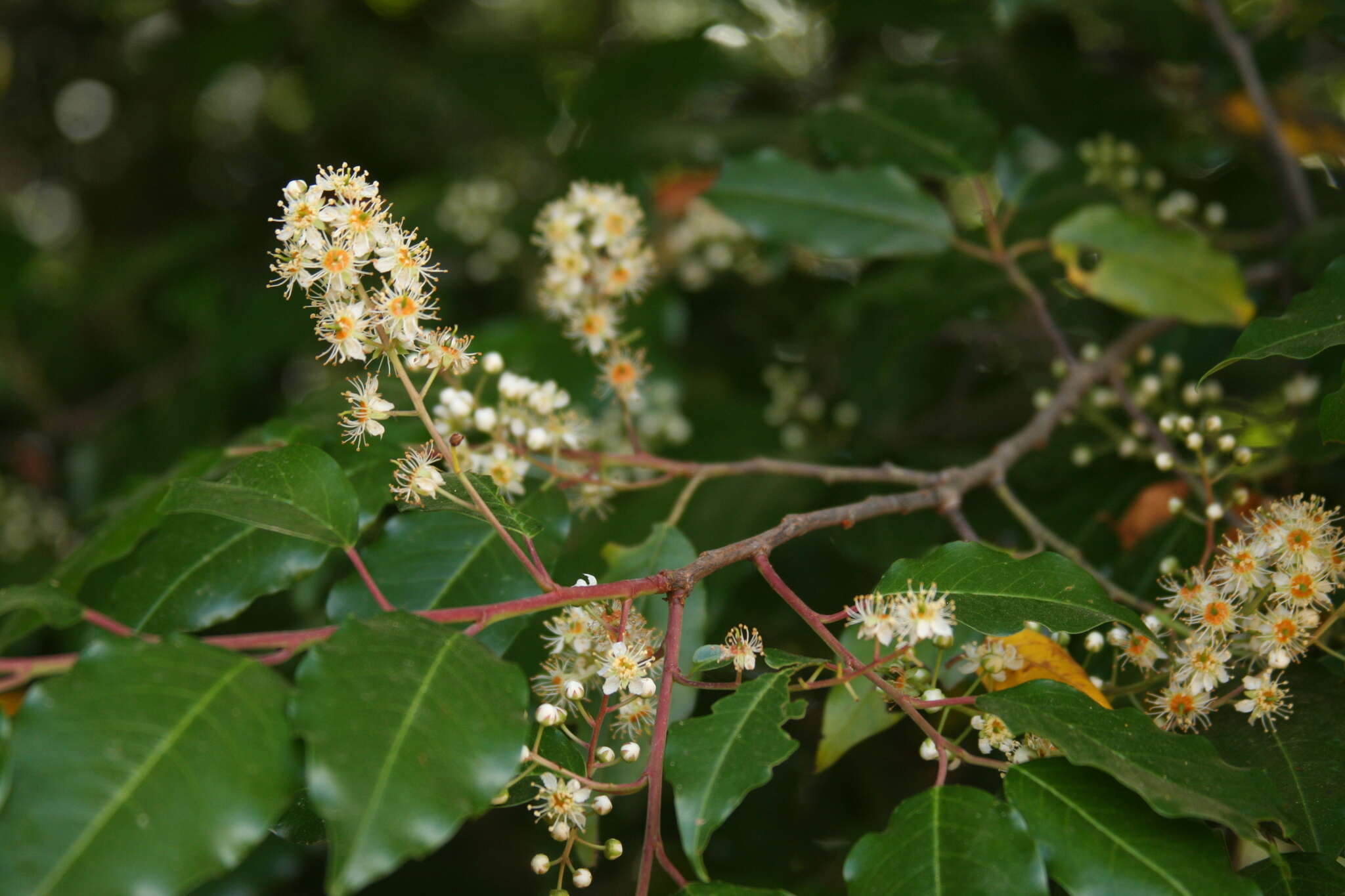 Image of Prunus rhamnoides Koehne