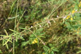 Imagem de Desmodium sessilifolium Torr. & A. Gray