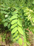 Image of black locust