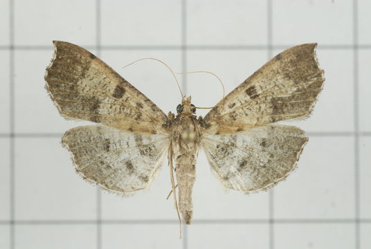 Image of <i>Ceratarcha umbrosa</i> Swinhoe 1894
