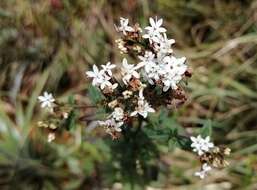 Image of Stevia boliviensis Sch. Bip. ex Rusby