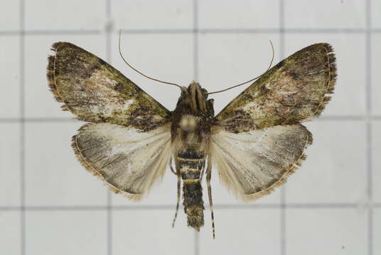 Image of Teliphasa nubilosa Moore