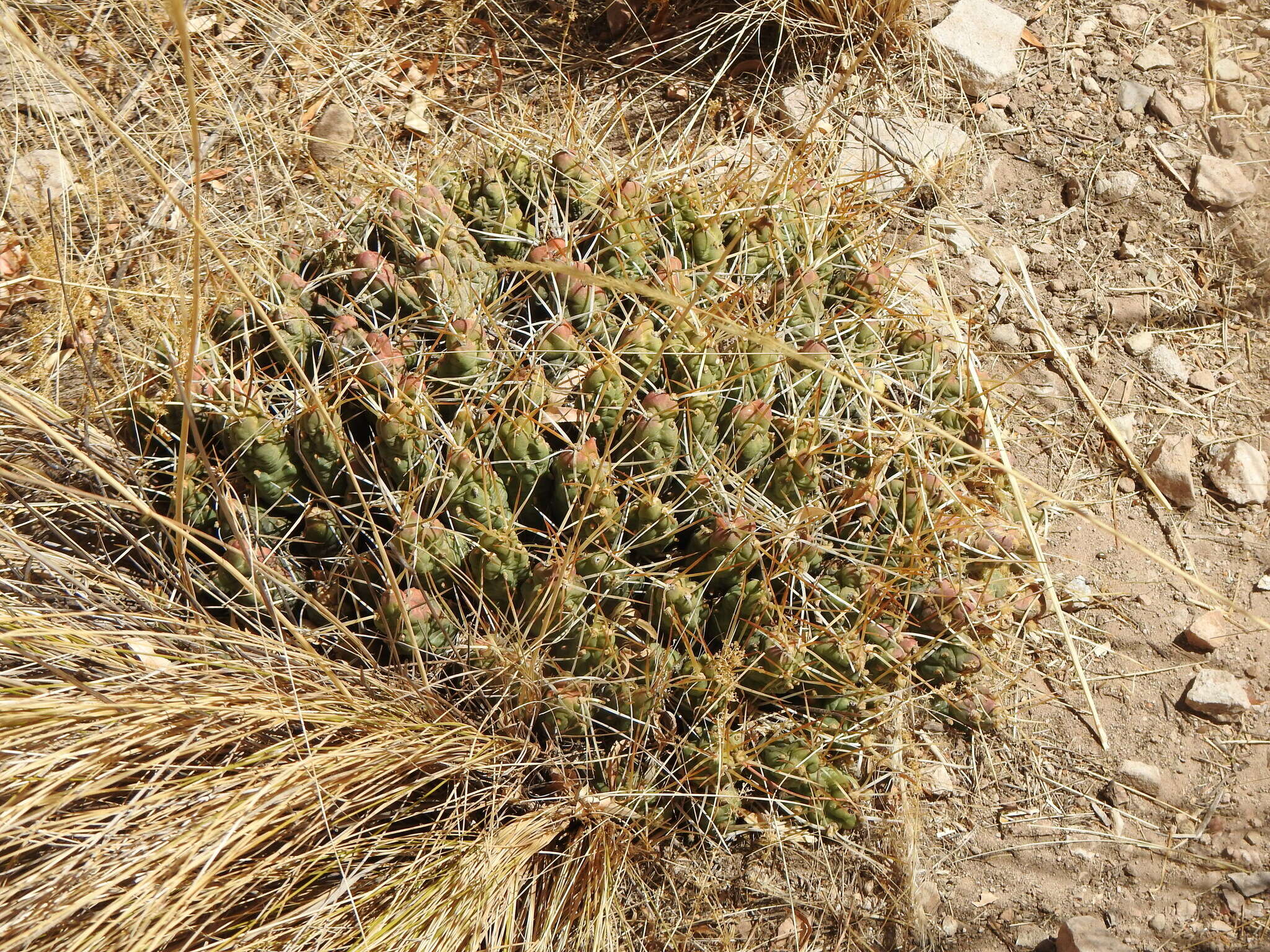 Image of Cumulopuntia chichensis (Cárdenas) E. F. Anderson