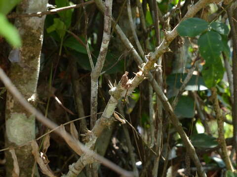 Image of Scleropyrum pentandrum (Dennst.) D. J. Mabberley