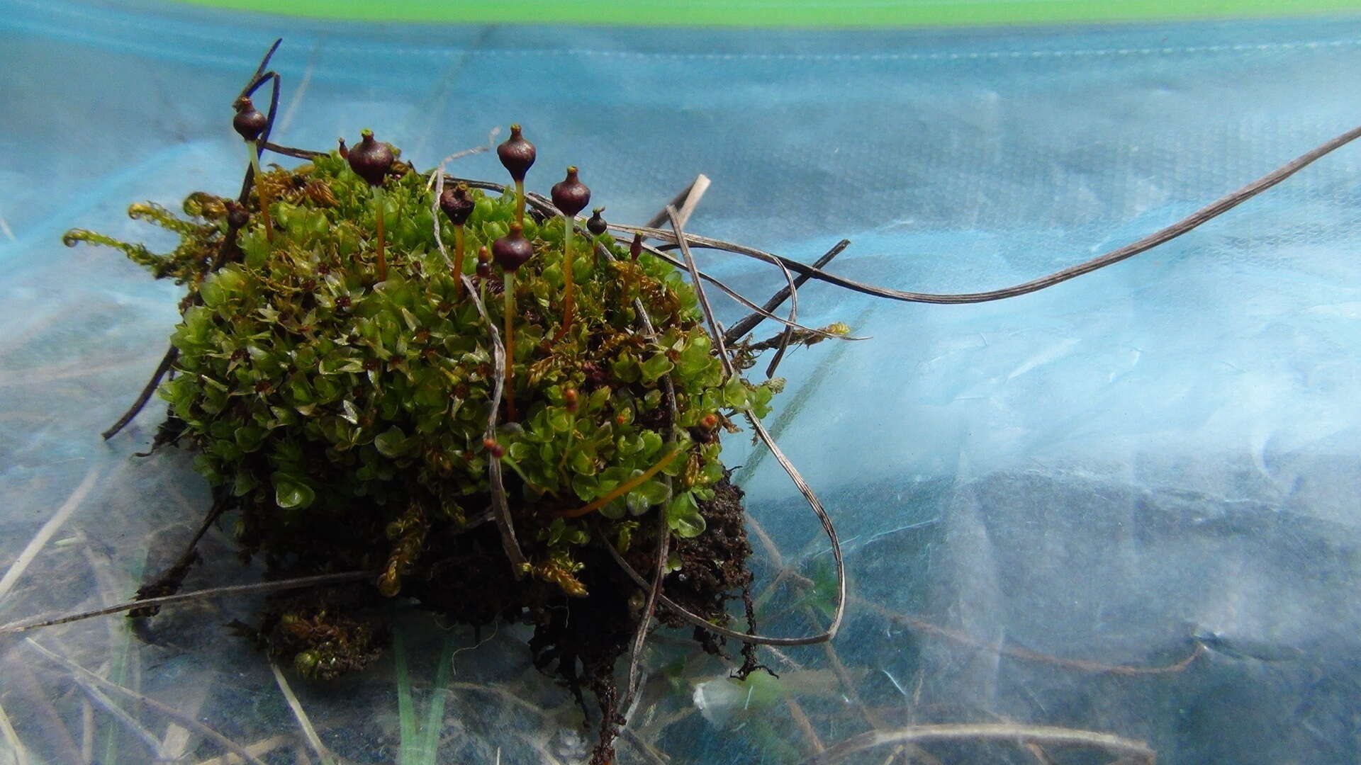 Image of splachnum dung moss