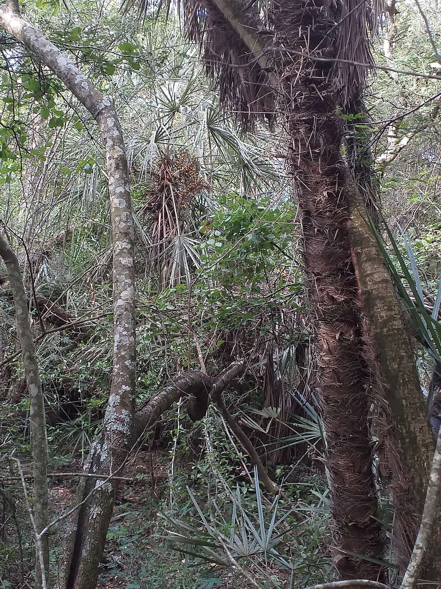 Plancia ëd Trithrinax schizophylla Drude