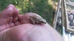 Image of Upland Chorus Frog