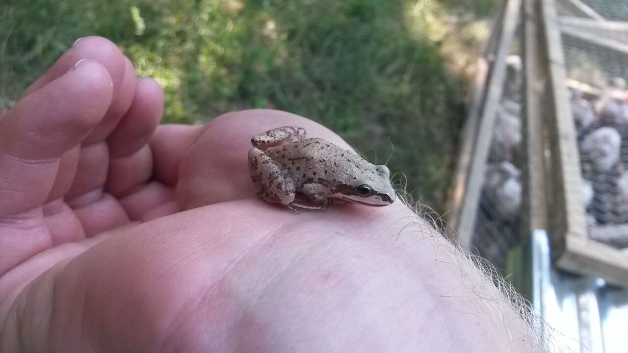 Image of Upland Chorus Frog