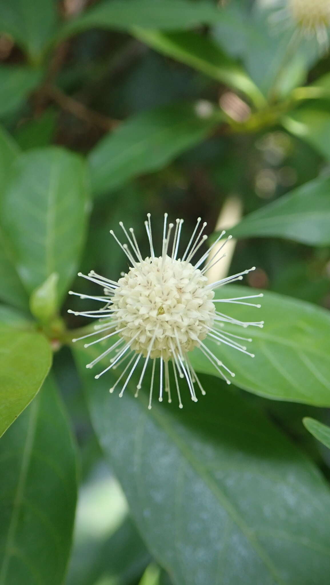 Image of Adina pilulifera (Lam.) Franch. ex Drake