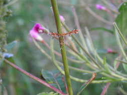 Imagem de Oxyptilus ericetorum (Stainton 1851)