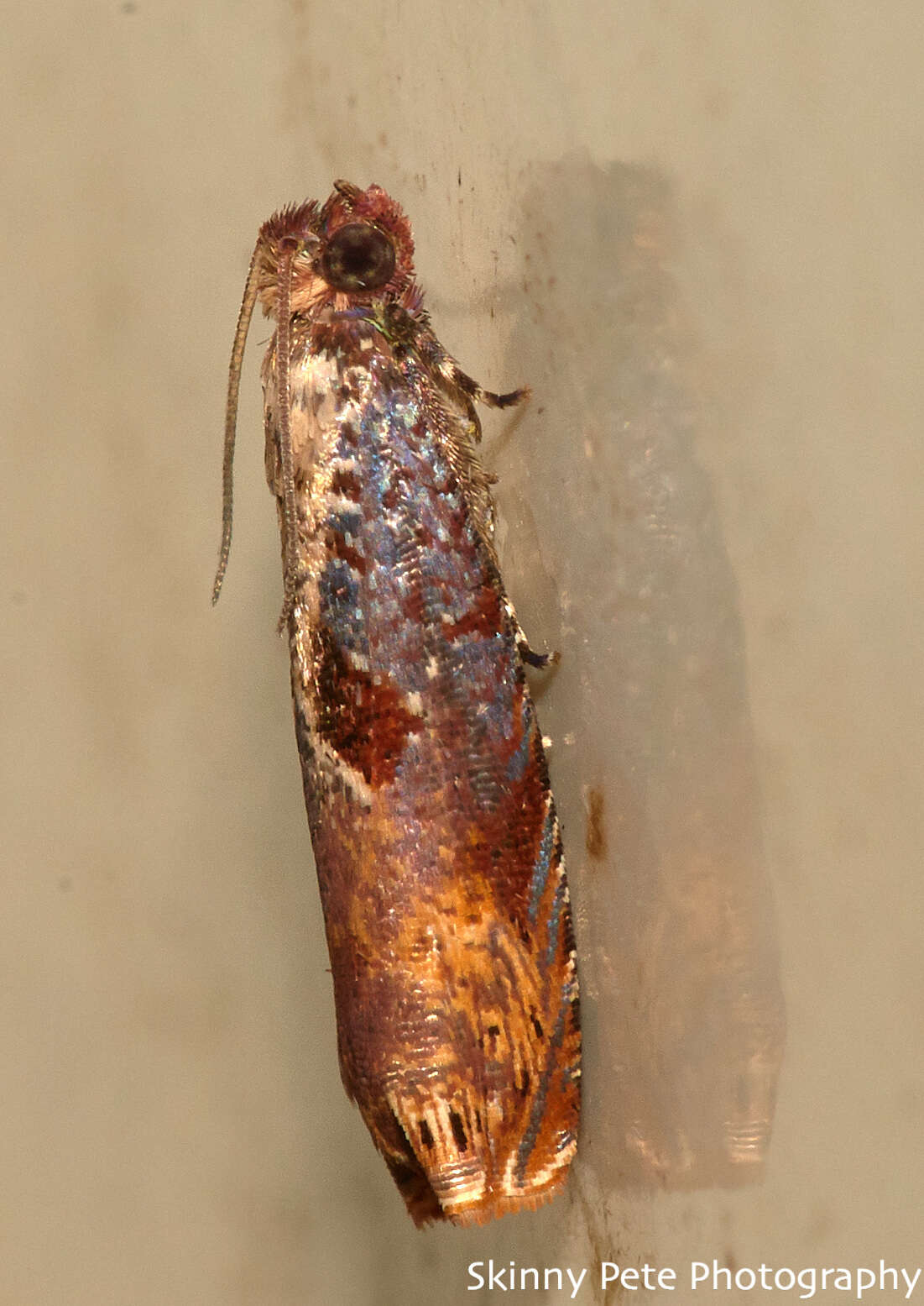 Image of Maple Leaftier Moth